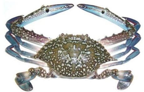 blue-swimming-crab