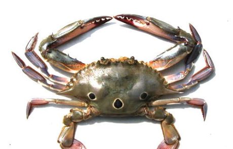 three-spot-crab